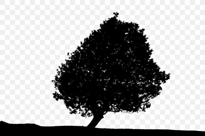 Tree Clip Art, PNG, 1000x667px, Tree, Black And White, Branch, Leaf, Monochrome Download Free