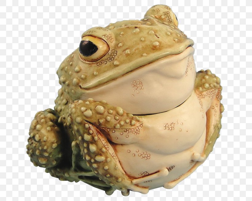 American Bullfrog Toad Amphibians True Frog, PNG, 653x653px, Frog, American Bullfrog, Amphibian, Amphibians, Animal Download Free