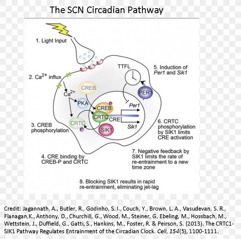 Cell Neurogenesis Organism Magazine, PNG, 881x875px, Watercolor, Cartoon, Flower, Frame, Heart Download Free