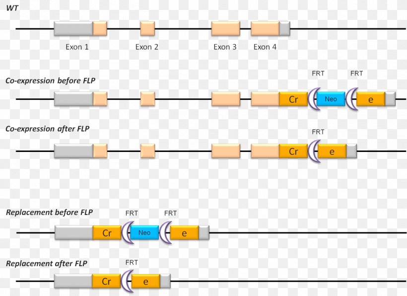 Cre Recombinase FLP-FRT Recombination Gene Targeting Cre-Lox Recombination, PNG, 1447x1052px, Cre Recombinase, Brand, Conditional Gene Knockout, Crelox Recombination, Diagram Download Free