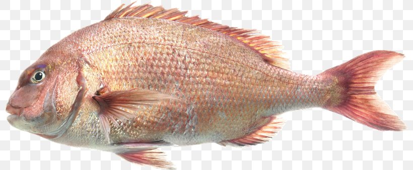 Northern Red Snapper Red Seabream Tilapia Perch Fauna, PNG, 800x339px, Northern Red Snapper, Animal Source Foods, Biology, Common Rudd, Fauna Download Free