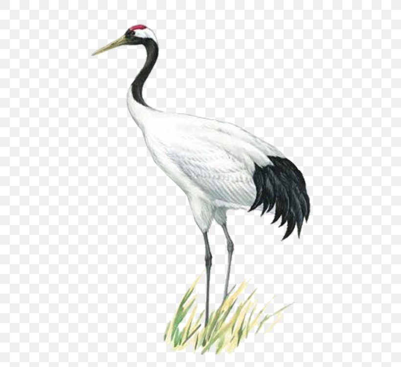Red-crowned Crane Painting Ink Information, PNG, 750x750px, Redcrowned Crane, Beak, Bird, Ciconiiformes, Crane Download Free