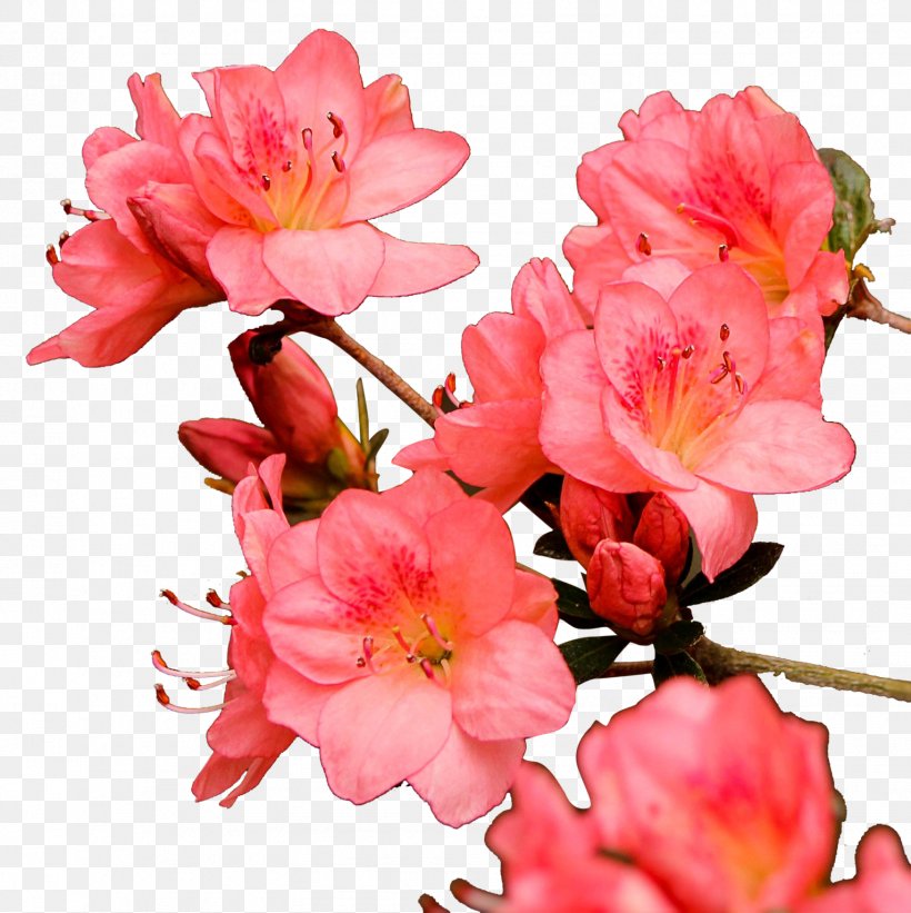 Euclidean Vector Download, PNG, 1531x1534px, Peach, Azalea, Blossom, Branch, Cut Flowers Download Free