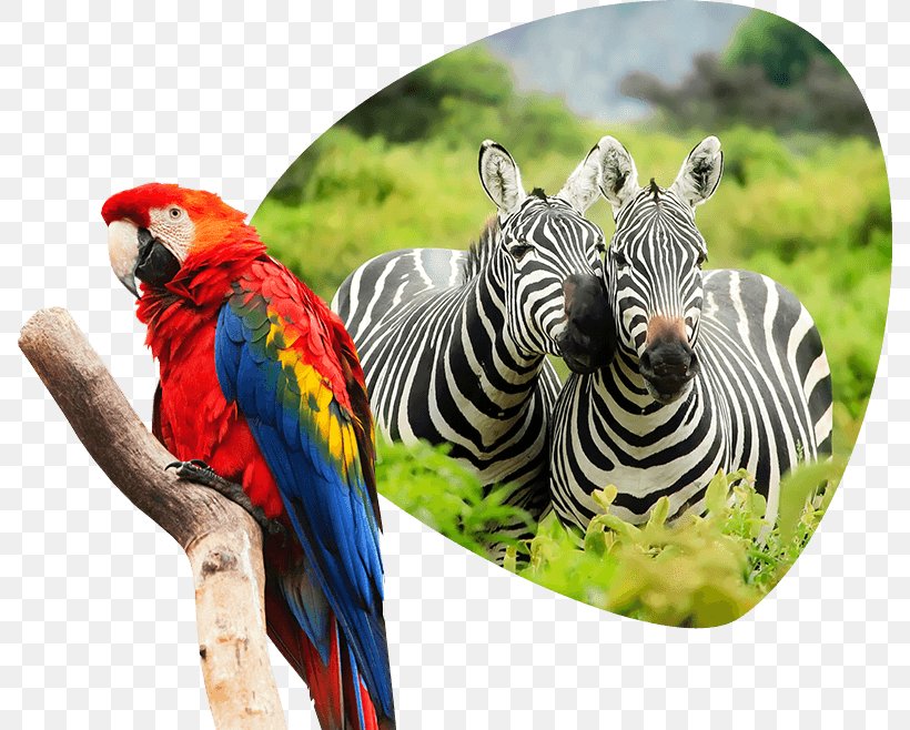 Jerusalem Biblical Zoo Africa Travel Nature, PNG, 790x658px, Zoo, Africa, Beak, Bird, Common Pet Parakeet Download Free