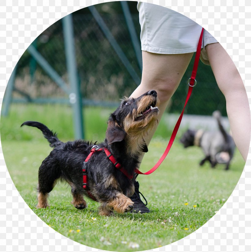 Vizsla Puppy Dog Training Obedience Training Obedience Trial, PNG, 1267x1271px, Vizsla, Australian Terrier, Canine Good Citizen, Carnivoran, Collar Download Free