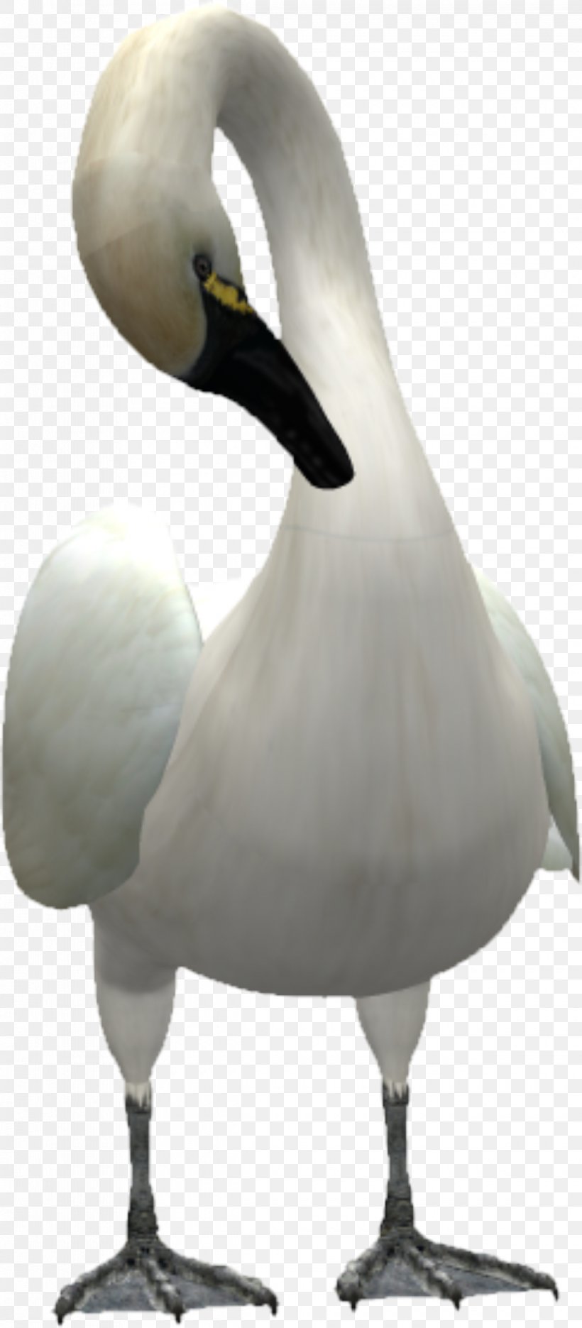 Cygnini Swan Goose Bird Duck, PNG, 1220x2784px, Cygnini, Anser, Beak, Bird, Duck Download Free
