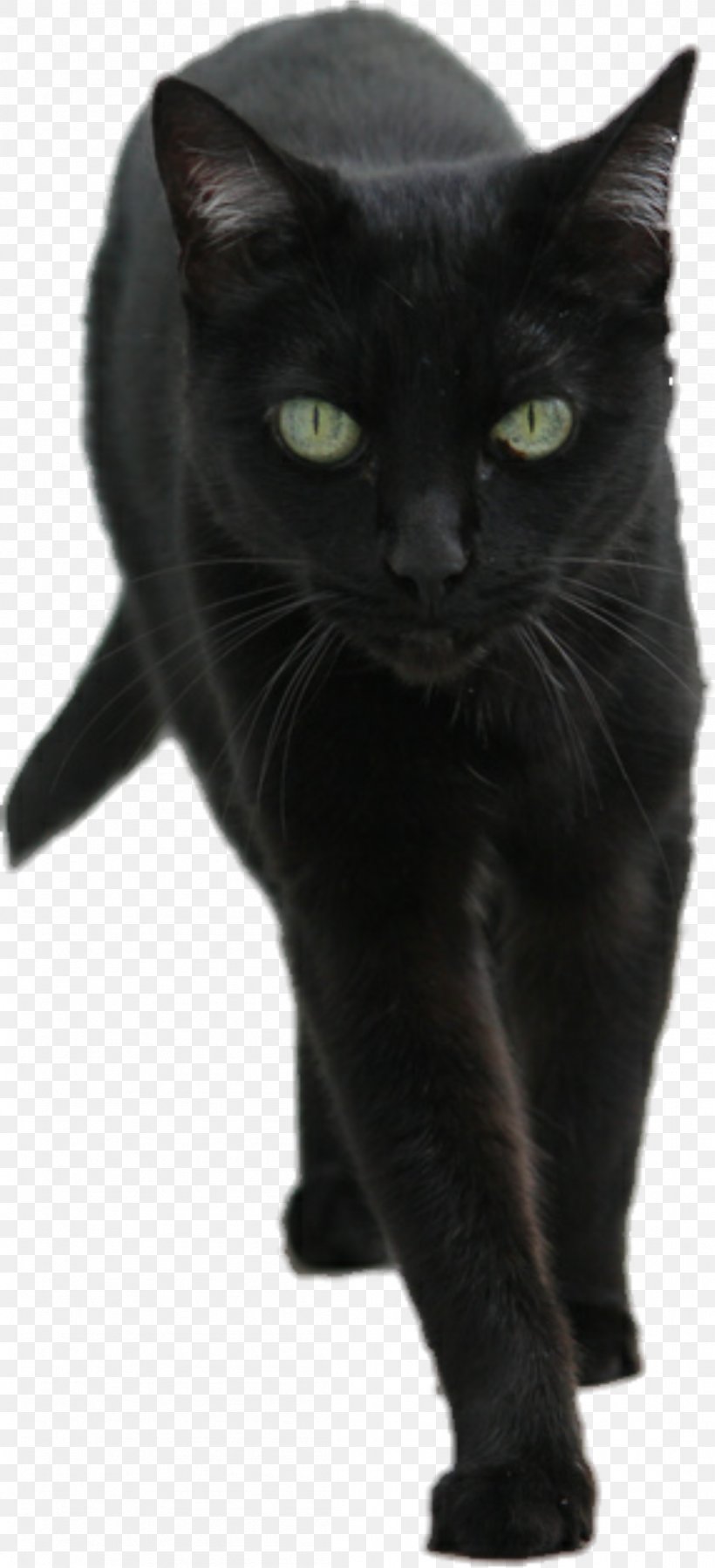 Korat European Shorthair Black Cat Felidae Mammal, PNG, 1101x2416px, Korat, Animal, Asian, Black, Black Cat Download Free