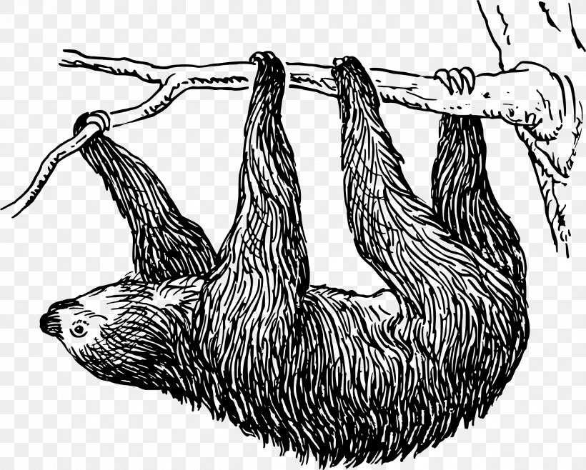 Sloth Bear Drawing Clip Art, PNG, 2373x1906px, Sloth, Animal, Beak, Bird, Black And White Download Free