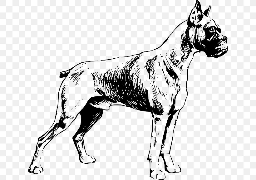 Boxer Labrador Retriever Puppy Clip Art, PNG, 640x577px, Boxer, Black And White, Breed, Carnivoran, Dog Download Free
