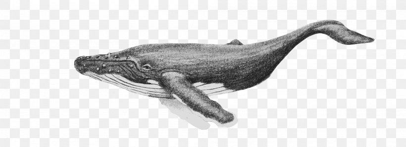 Cetacea Royalty-free Humpback Whale, PNG, 2000x728px, Cetacea, Animal, Animal Figure, Auto Part, Black And White Download Free