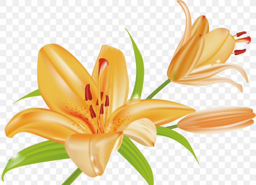 Orange Lily Tiger Lily Arum-lily, PNG, 886x642px, Orange Lily, Art, Arumlily, Cut Flowers, Daylily Download Free