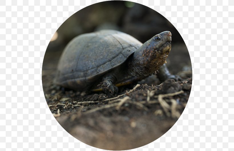 Box Turtles Scorpion Mud Turtle Tortoise Sea Turtle, PNG, 530x530px, Box Turtles, Animal, Box Turtle, Brown, Color Download Free