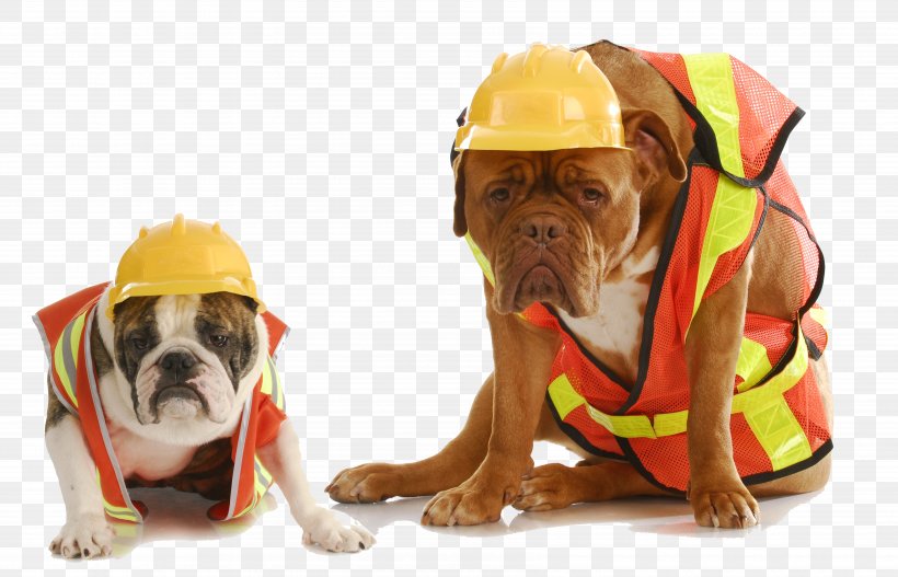 Bulldog Safety Stock Photography Royalty-free, PNG, 6772x4360px, Bulldog, Architectural Engineering, Carnivoran, Construction Worker, Dog Download Free