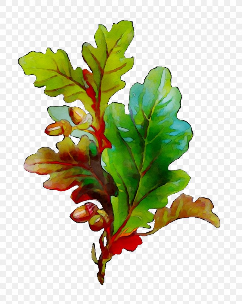 Leaf Plant Stem Plants, PNG, 942x1185px, Leaf, Aquarium Decor, Botany, Branch, Flower Download Free