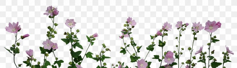 Plant Flower Garden Roses Centifolia Roses, PNG, 1280x373px, Plant, Art, Centifolia Roses, Cut Flowers, English Lavender Download Free
