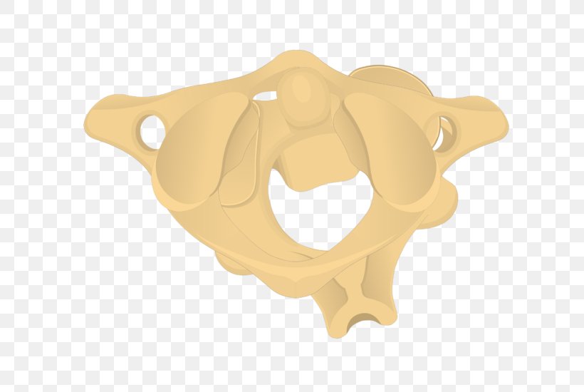 Axis Cervical Vertebrae Atlas Bone Process, PNG, 690x550px, Axis, Anatomy, Atlas, Bone, Cervical Vertebrae Download Free
