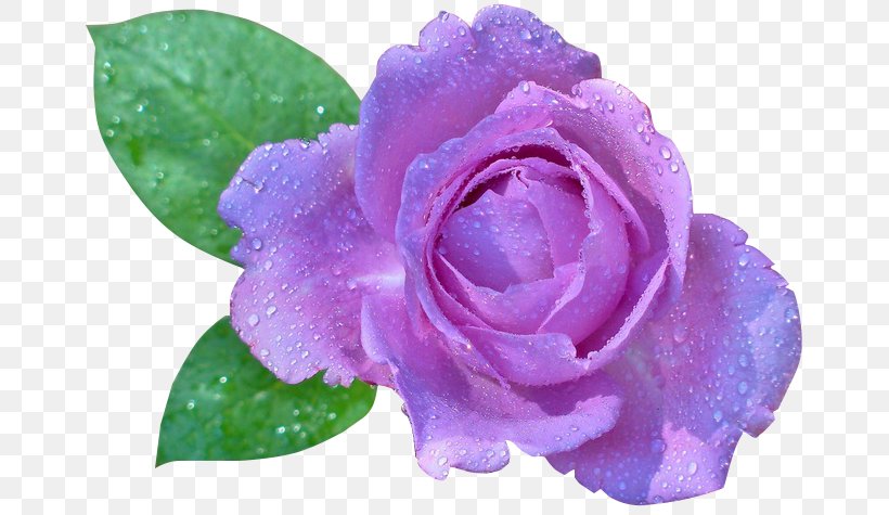 Desktop Wallpaper Rose Flower, PNG, 680x475px, Rose, Animaatio, Annual Plant, Color, Cut Flowers Download Free