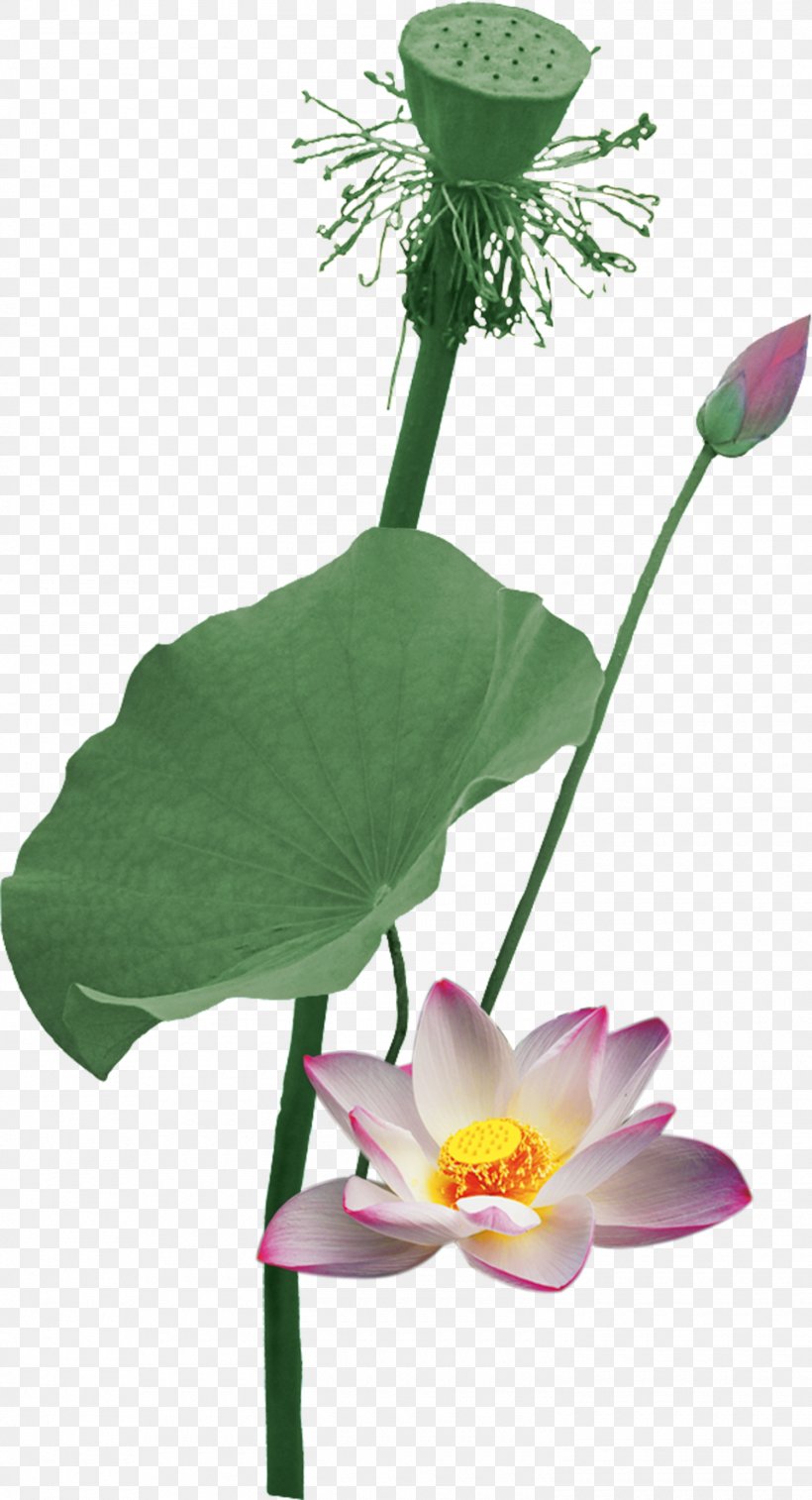 Nelumbo Nucifera Flowers And Guns Lotus Root, PNG, 1500x2771px, Nelumbo Nucifera, Aquatic Plant, Cut Flowers, Flora, Floral Design Download Free