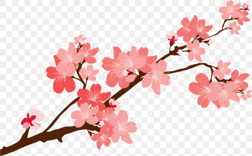 Cherry Blossom, PNG, 2566x1589px, Flower, Blossom, Branch, Cherry Blossom, Petal Download Free