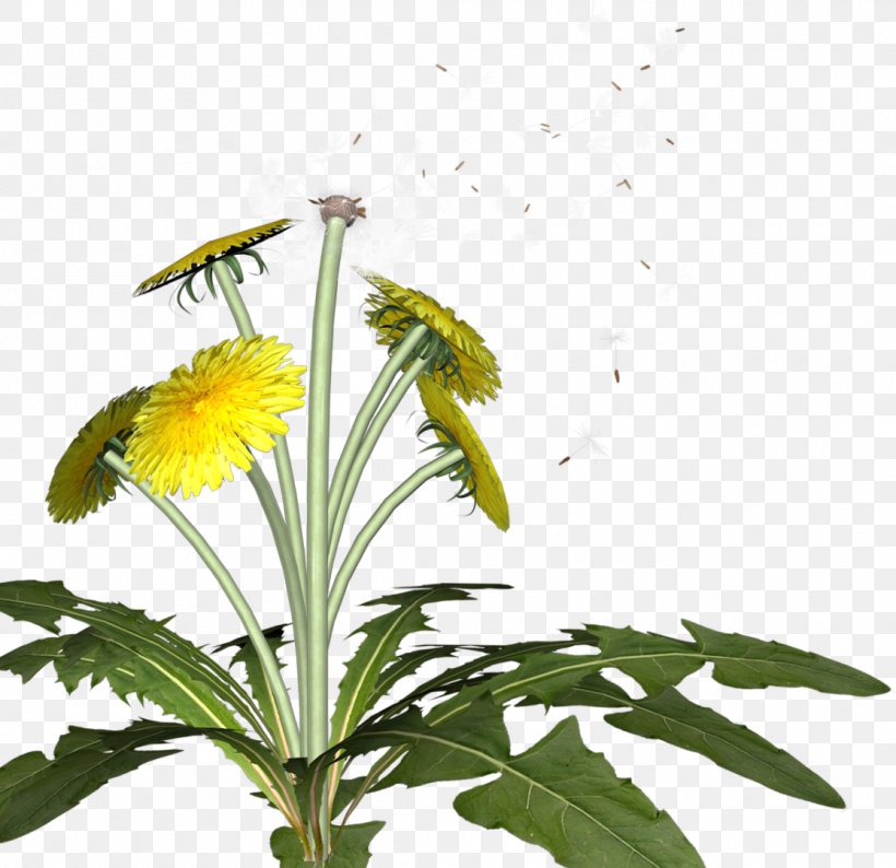 Dandelion Flower Pollinator Insect Plant, PNG, 1115x1080px, Dandelion, Branch, Flower, Flowering Plant, Herbaceous Plant Download Free