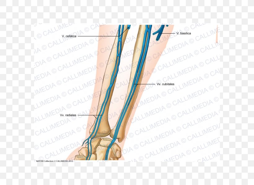 Finger Anterior Compartment Of The Forearm Vein Anatomy, PNG, 600x600px, Watercolor, Cartoon, Flower, Frame, Heart Download Free