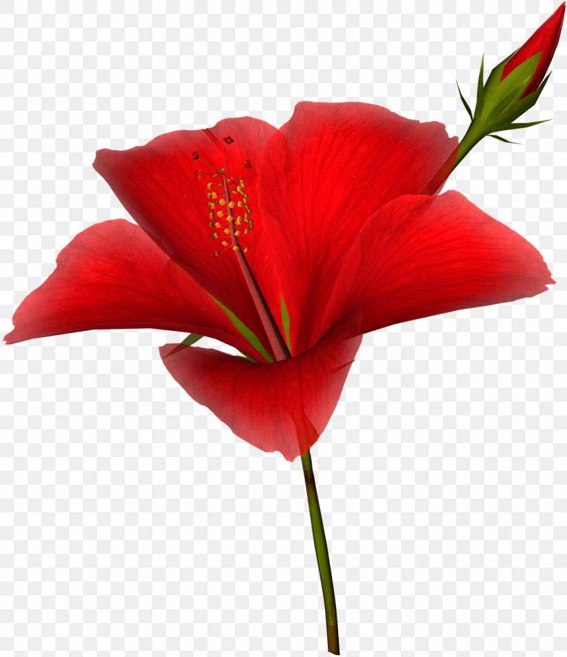 Flower Animation Clip Art, PNG, 1382x1600px, Flower, Animation, Art, Close Up, Coquelicot Download Free