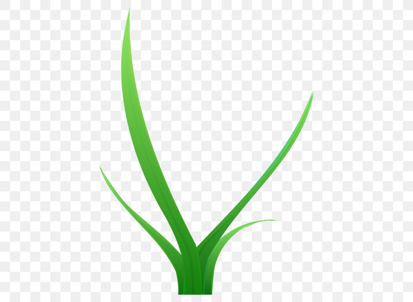 Grasses Plant Stem Flower Leaf Line, PNG, 600x600px, Grasses, Flower, Flowering Plant, Grass, Grass Family Download Free