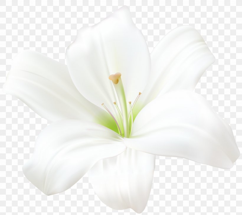Lilium Candidum Amaryllis Belladonna Flower Clip Art, PNG, 8000x7116px, Watercolor, Cartoon, Flower, Frame, Heart Download Free