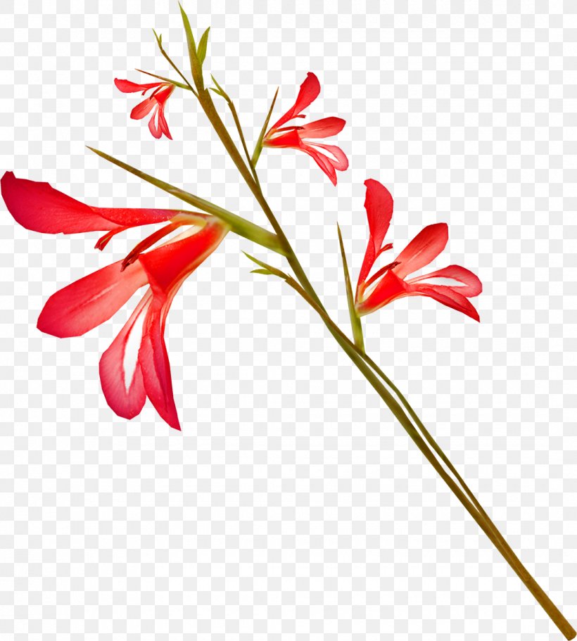 Petal Cut Flowers Gladiolus Floral Design, PNG, 1080x1200px, Petal, Art, Branch, Bud, Cut Flowers Download Free