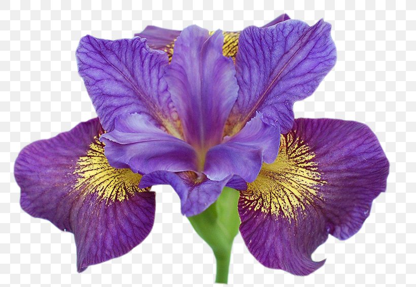 Siberian Iris Northern Blue Flag Flower Garden Roses Iris Family, PNG, 800x566px, Siberian Iris, Flower, Flowering Plant, Garden, Garden Roses Download Free
