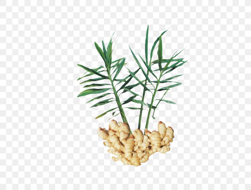 Chinese Herbology Ginger Traditional Chinese Medicine Crude Drug, PNG, 580x620px, Chinese Herbology, Acupuncture, Asian Ginseng, Crude Drug, Extract Download Free
