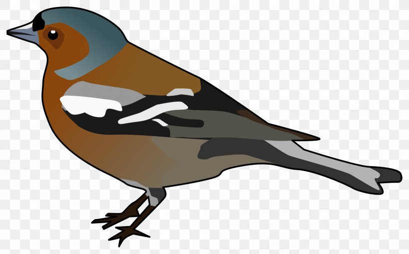 Common Chaffinch Bird Clip Art, PNG, 2400x1491px, Finch, Beak, Bird, Common Chaffinch, Drawing Download Free