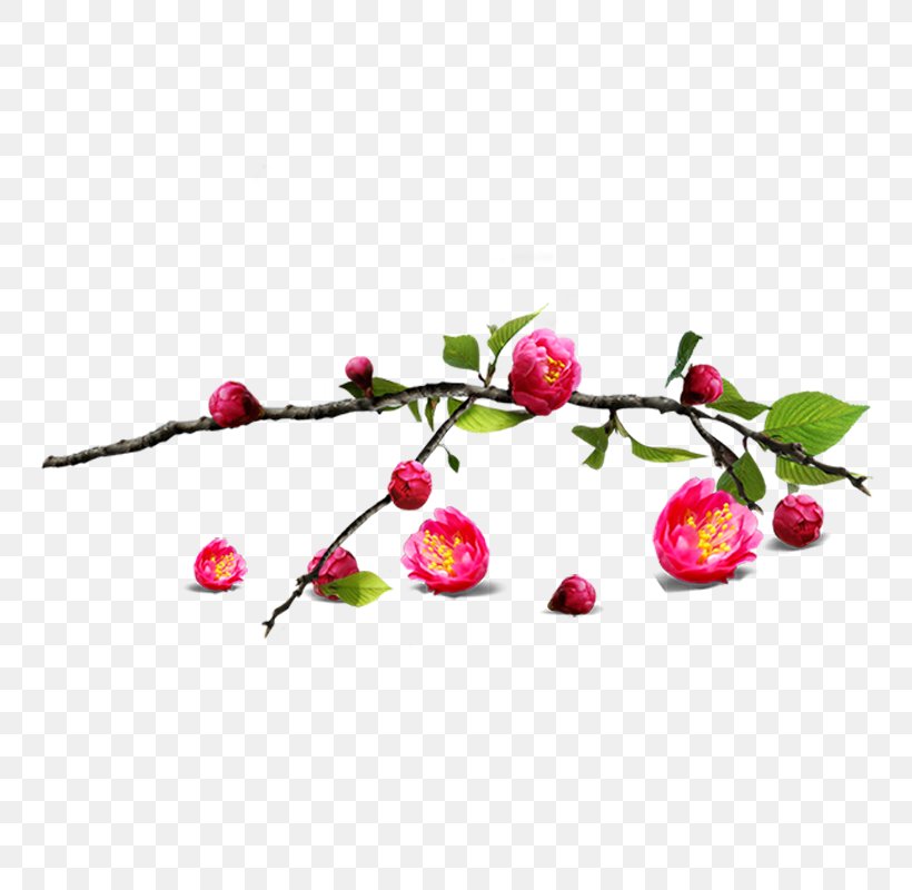 Download Clip Art, PNG, 800x800px, Petal, Blog, Blossom, Branch, Class Download Free