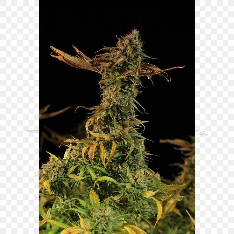 Golden Harvest Cannabis Sativa Plant Seed Bank, PNG, 1000x1000px, Golden Harvest, Blueberry, Cannabis, Cannabis Blueberry, Cannabis Sativa Download Free