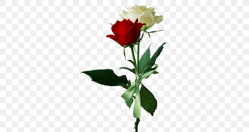 Rose Flower Red White, PNG, 580x435px, Rose, Blue Rose, Cut Flowers, Flora, Floral Design Download Free