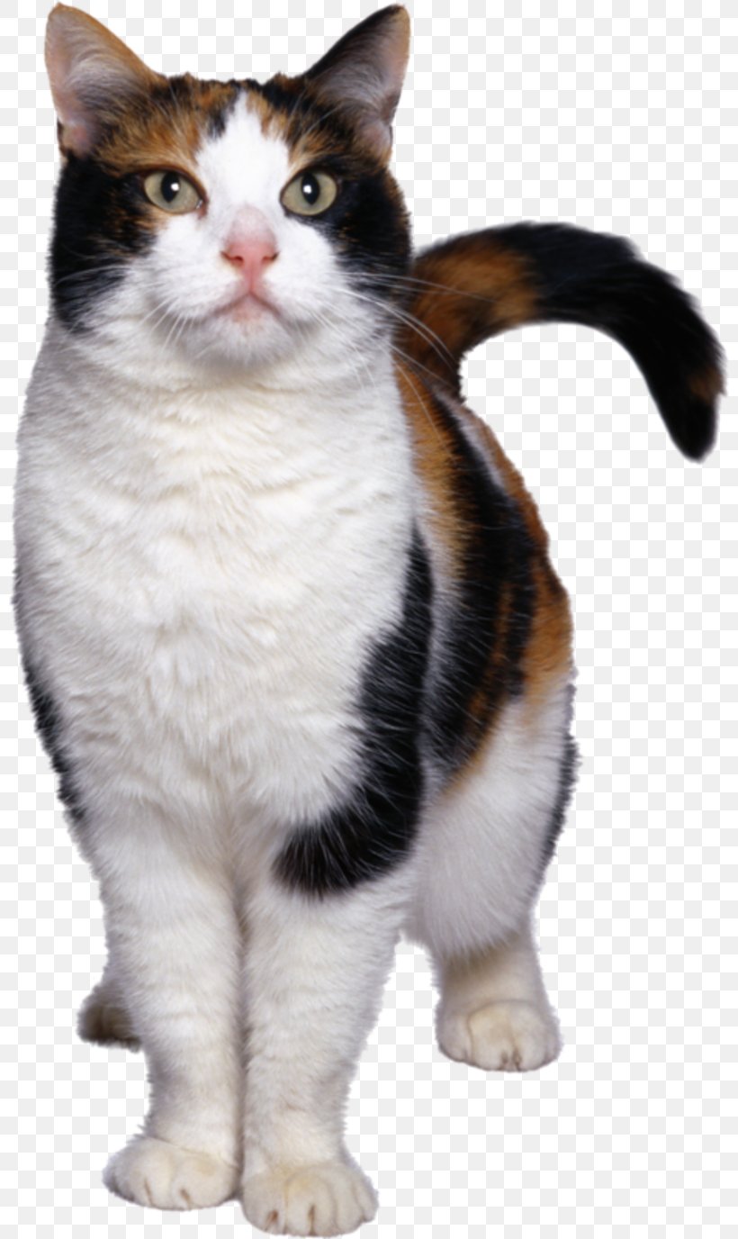 Maine Coon Aegean Cat Felidae, PNG, 800x1376px, Maine Coon, Aegean Cat, American Wirehair, Black Cat, Carnivoran Download Free