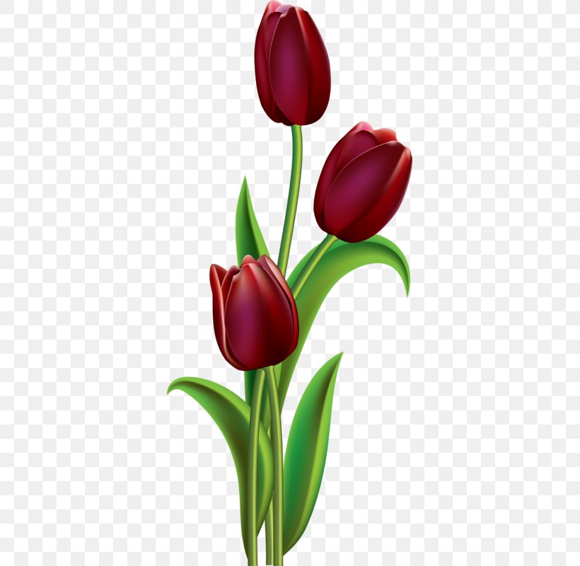 Tulip Flower Painting Floral Design Clip Art, PNG, 347x800px, Tulip, Art, Bud, Color, Cut Flowers Download Free