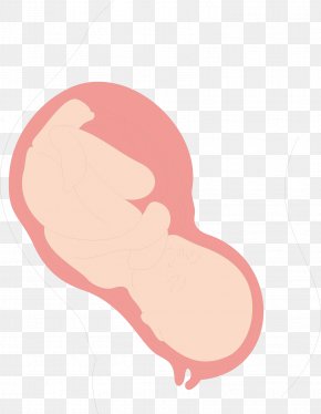 Uterus Images, Uterus Transparent PNG, Free download