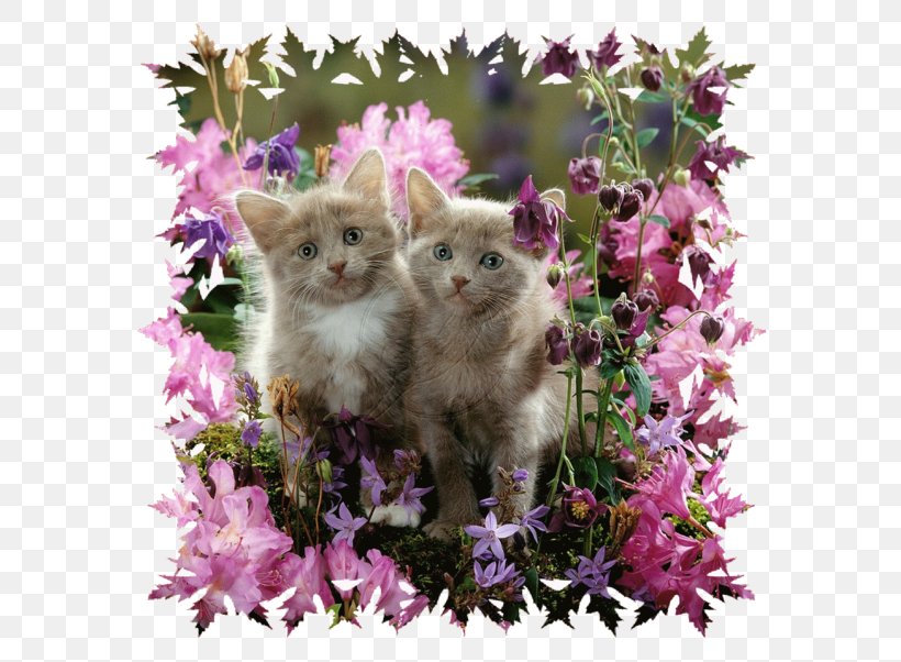Kitten Cat Whiskers Gray Wolf Cuteness, PNG, 600x602px, Kitten, Animal, Carnivoran, Cat, Cat Like Mammal Download Free