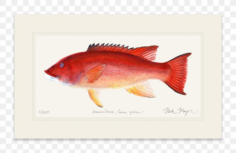 Northern Red Snapper Fish Products, PNG, 1023x664px, Northern Red Snapper, Fauna, Fish, Fish Products, Orange Download Free