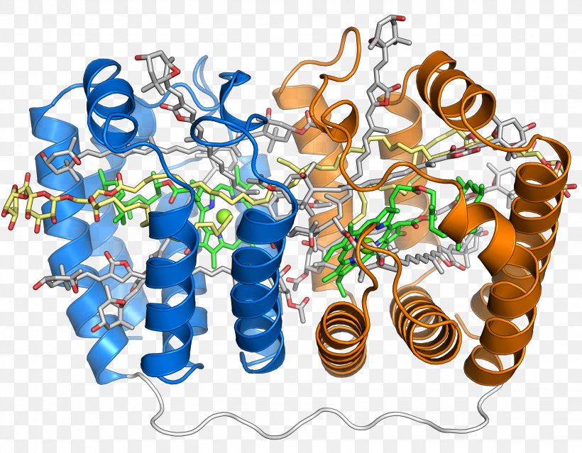 Peridinin-chlorophyll-protein Complex Peridinin-chlorophyll-protein Complex Light-harvesting Complex, PNG, 2048x1596px, Peridinin, Accessory Pigment, Biological Pigment, Body Jewelry, Chlorophyll Download Free
