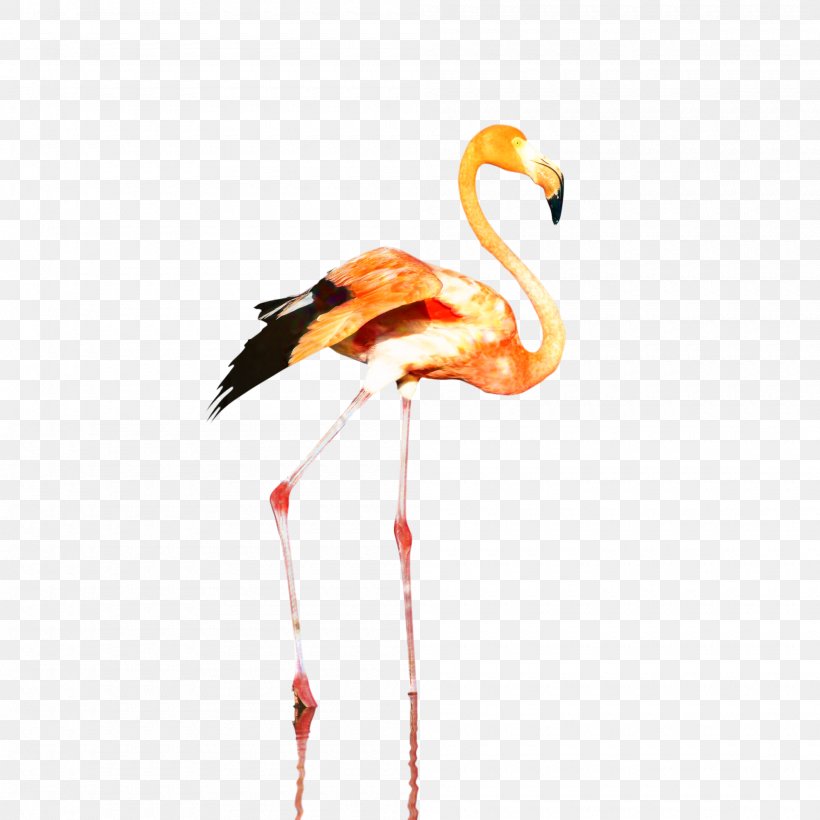 Clip Art Plastic Flamingo Design Paper Drawing, PNG, 2000x2000px, Plastic Flamingo, Beak, Bird, Cherry Blossom, Drawing Download Free