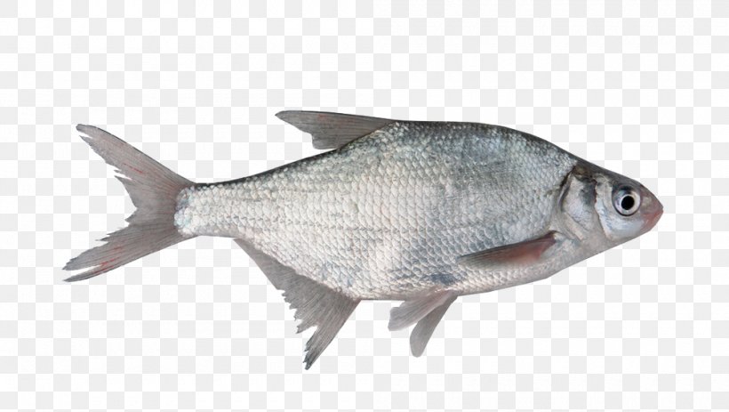 Fish As Food Milkfish Organism Freshwater Fish, PNG, 1000x565px, Fish, Animal, Animal Source Foods, Endocrine Disruptor, Endocrine System Download Free