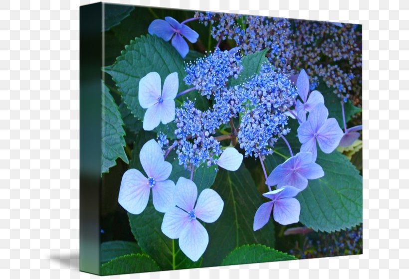 Hydrangea Serrata Flower Plant Gallery Wrap Art, PNG, 650x560px, Hydrangea Serrata, Annual Plant, Art, Blue, Cornales Download Free