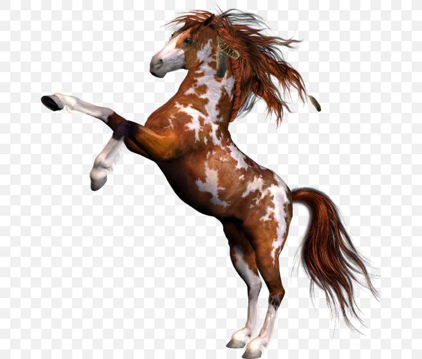 Mane Mustang Stallion Mare Halter, PNG, 661x699px, Mane, Curtain, Douchegordijn, Halter, Horse Download Free