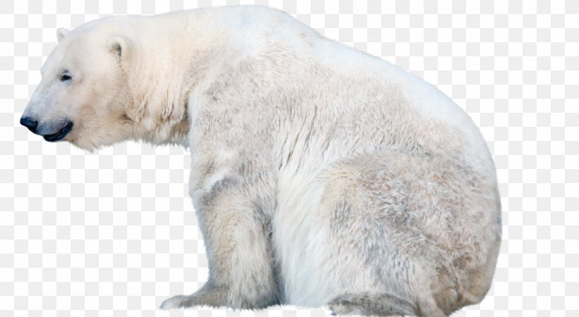 Polar Bear Clip Art Image, PNG, 1062x584px, Polar Bear, Animal, Animal Figure, Bear, Carnivore Download Free