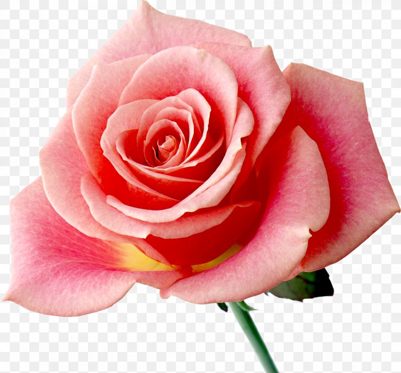 Rainbow Rose Flower Desktop Wallpaper, PNG, 1200x1117px, Rose, Artificial Flower, China Rose, Close Up, Cut Flowers Download Free