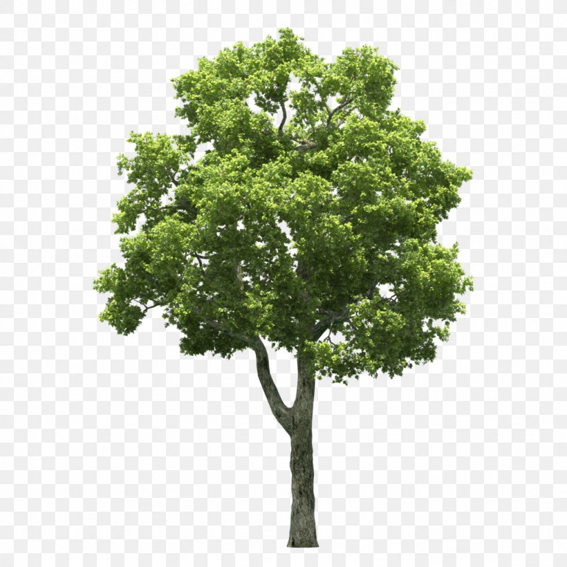 Stock Photography Tree Royalty-free Plant, PNG, 1024x1024px, Stock Photography, Branch, Oak, Plane Tree Family, Plant Download Free