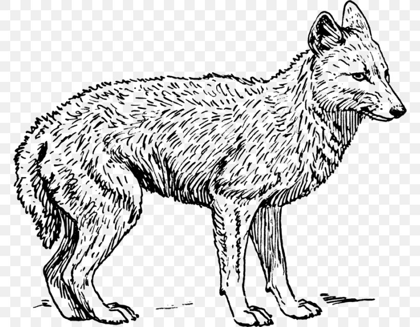 Gray Wolf Coyote Black-backed Jackal Drawing, PNG, 768x639px, Gray Wolf, Animal, Artwork, Black And White, Blackbacked Jackal Download Free