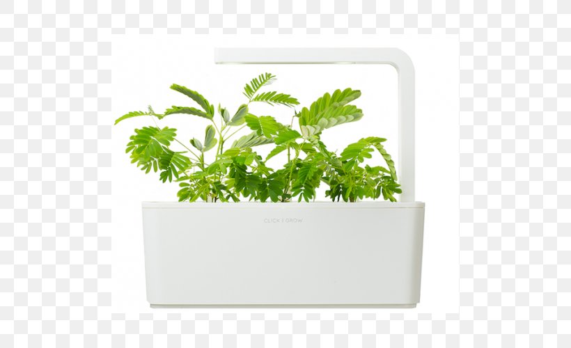 Herb Flowerpot Leaf Vegetable Mimosa Pudica, PNG, 500x500px, Herb, Flowerpot, Leaf, Leaf Vegetable, Mimosa Pudica Download Free